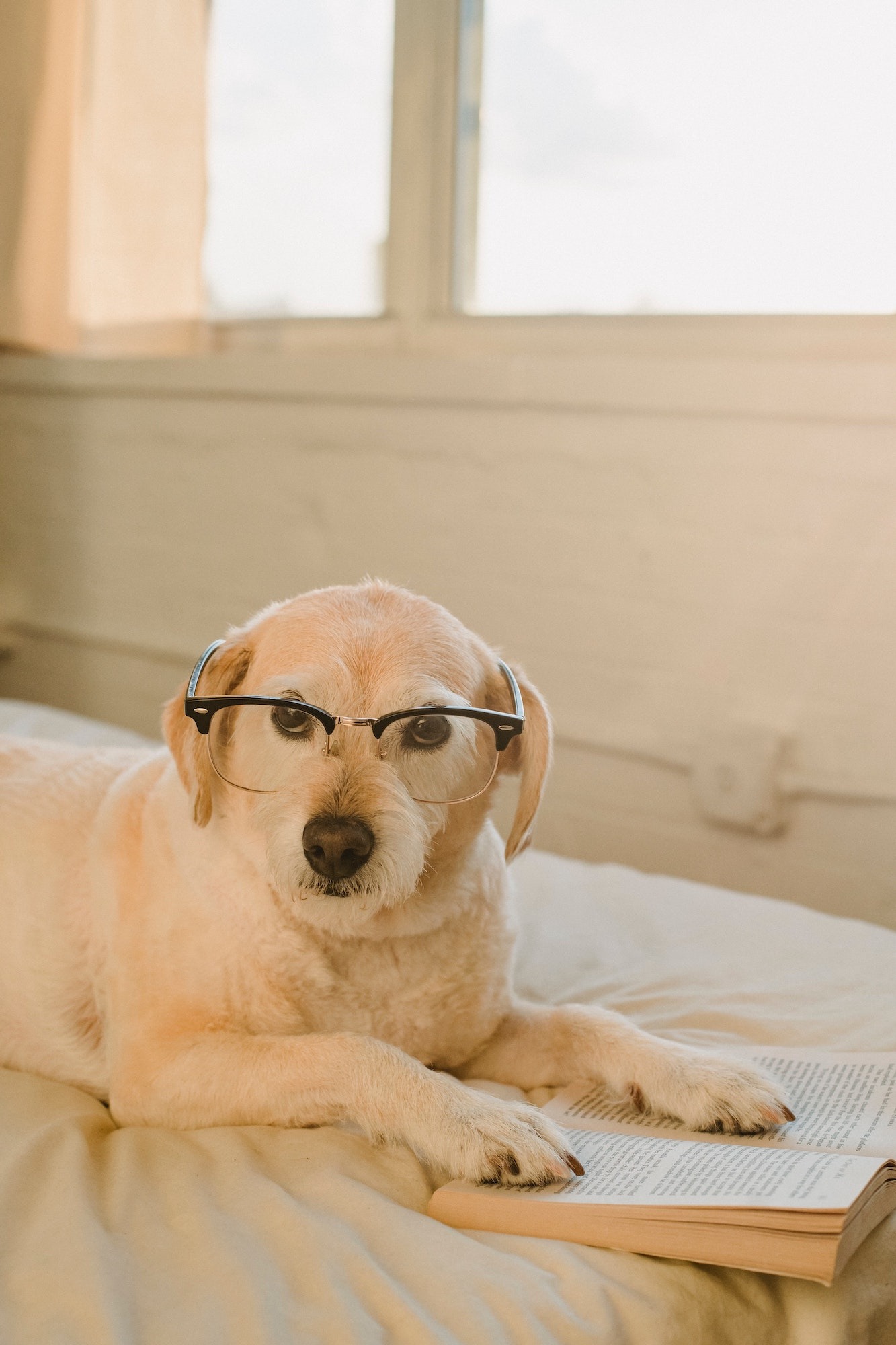 Hund mit Brille und Buch - Hundeknigge am Campingplatz