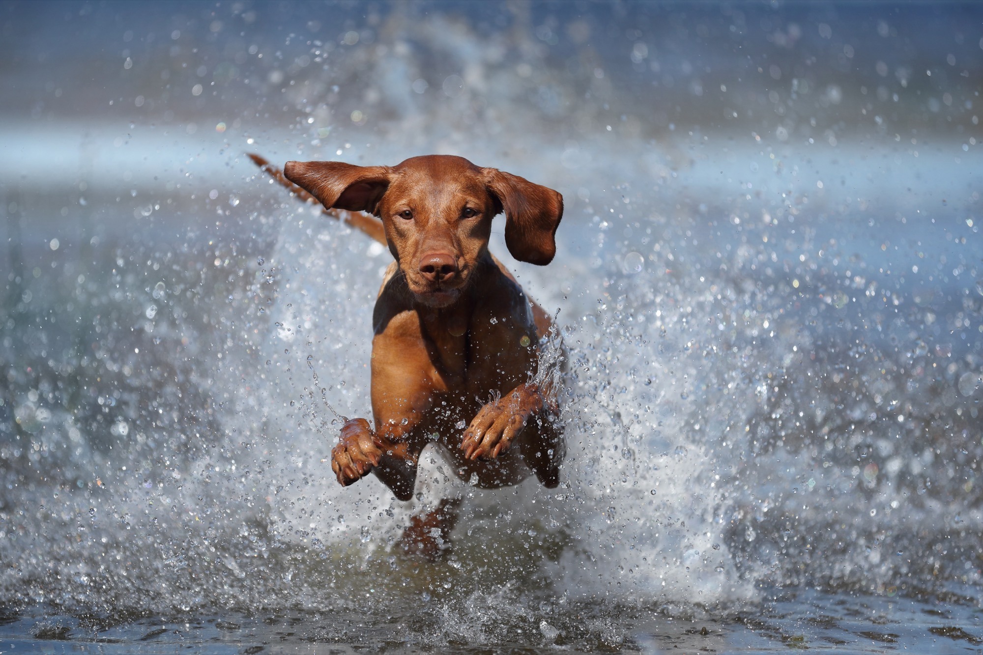Hund hat Spaß im Wasser - Hunde Camping Herzlich Willkommen