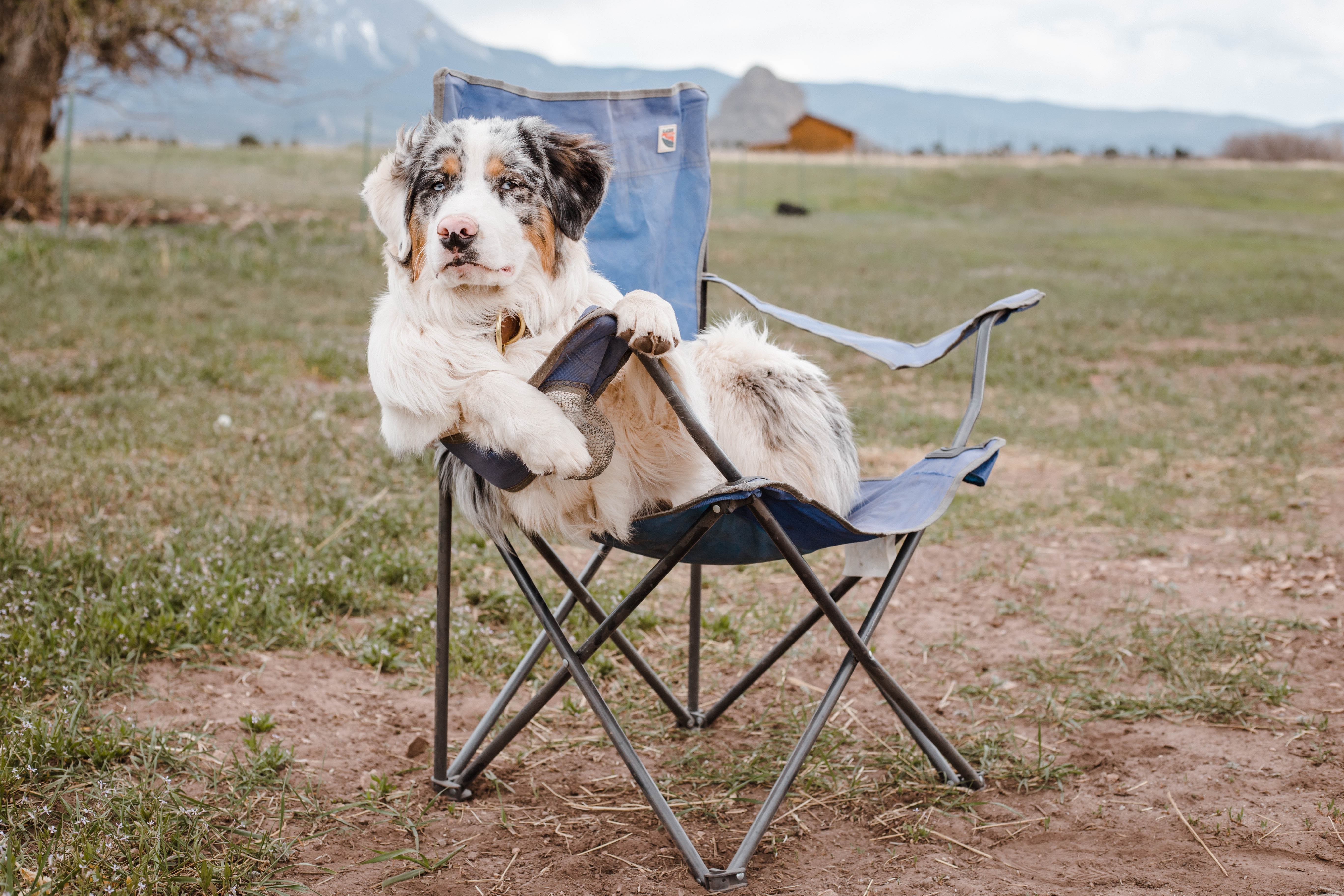 Hund sitzt im Campingstuhl - Camping mit Hund - See-Campingpark Neubäu